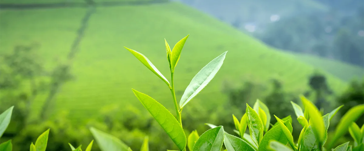 Ceylon Tea