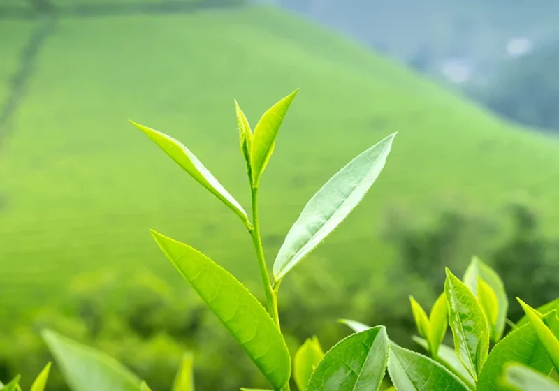 Ceylon Tea Collection