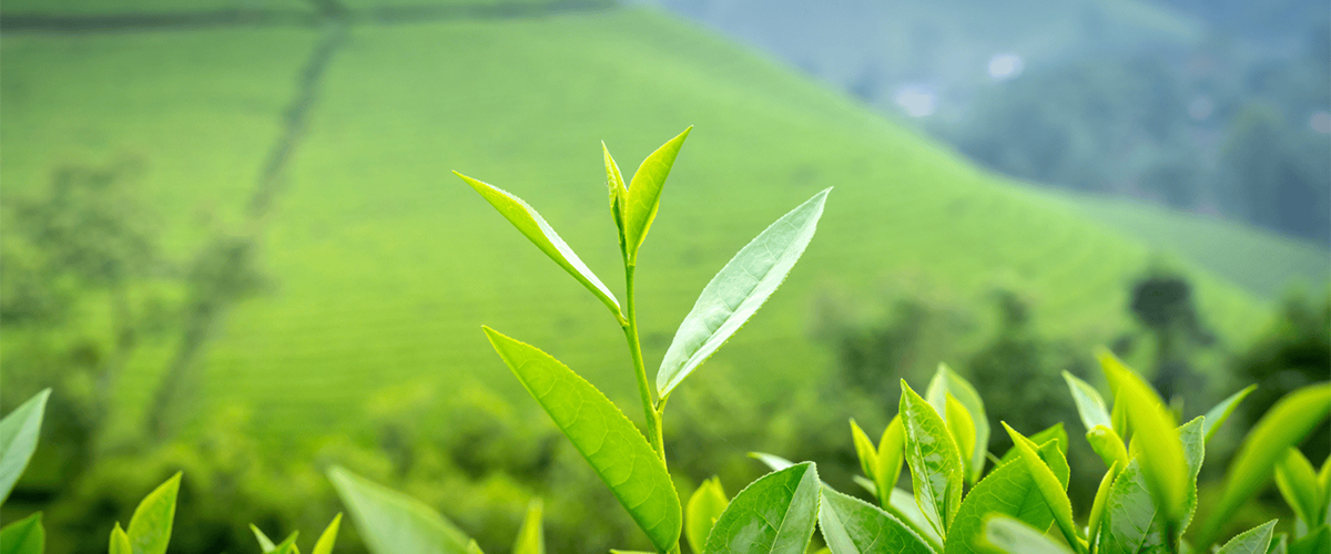 Ceylon Aroma — Premium Ceylon Spices, Tea & Coffee Export from Sri Lanka